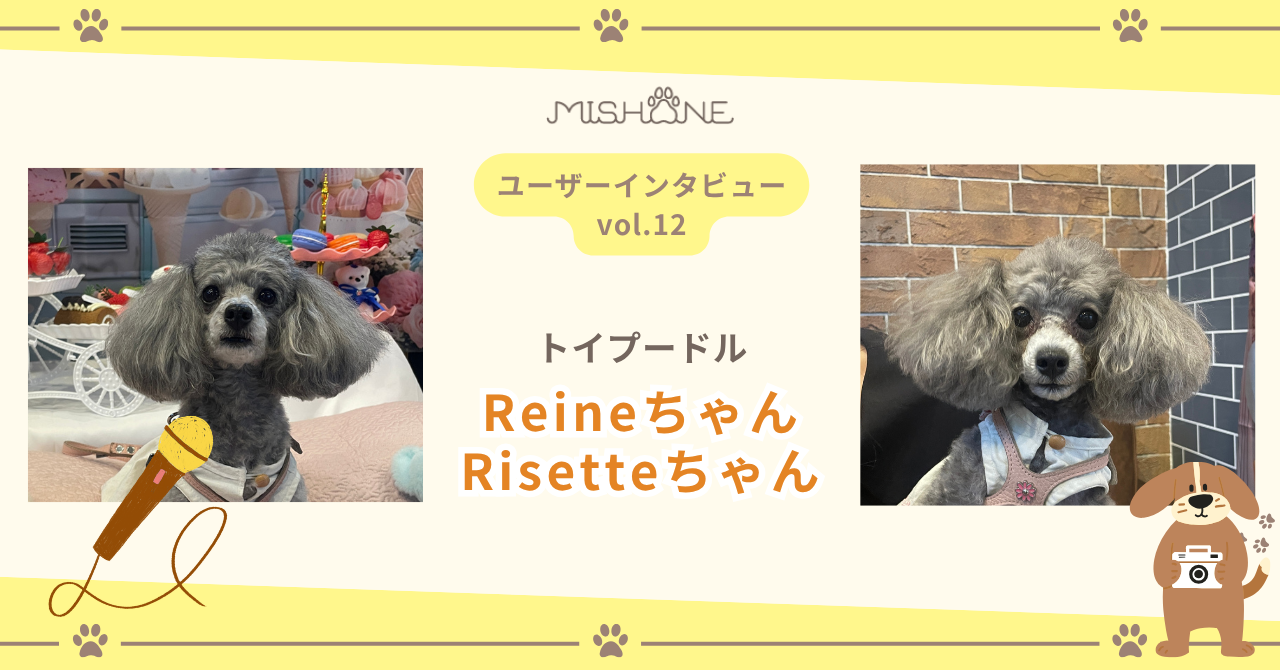 トイプードル「Reineちゃん」「Risetteちゃん」