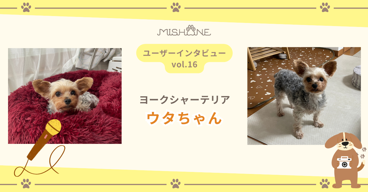 ヨークシャテリア「ウタちゃん」