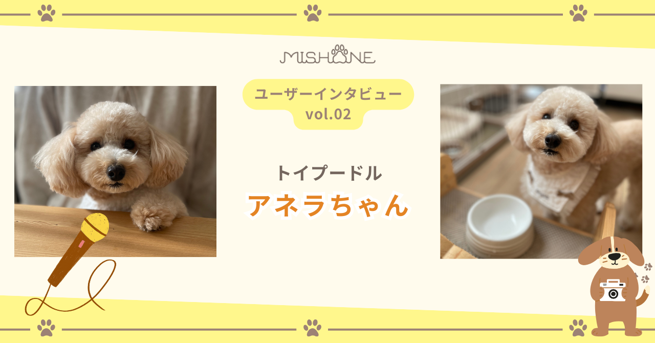 トイプードル アネラちゃん