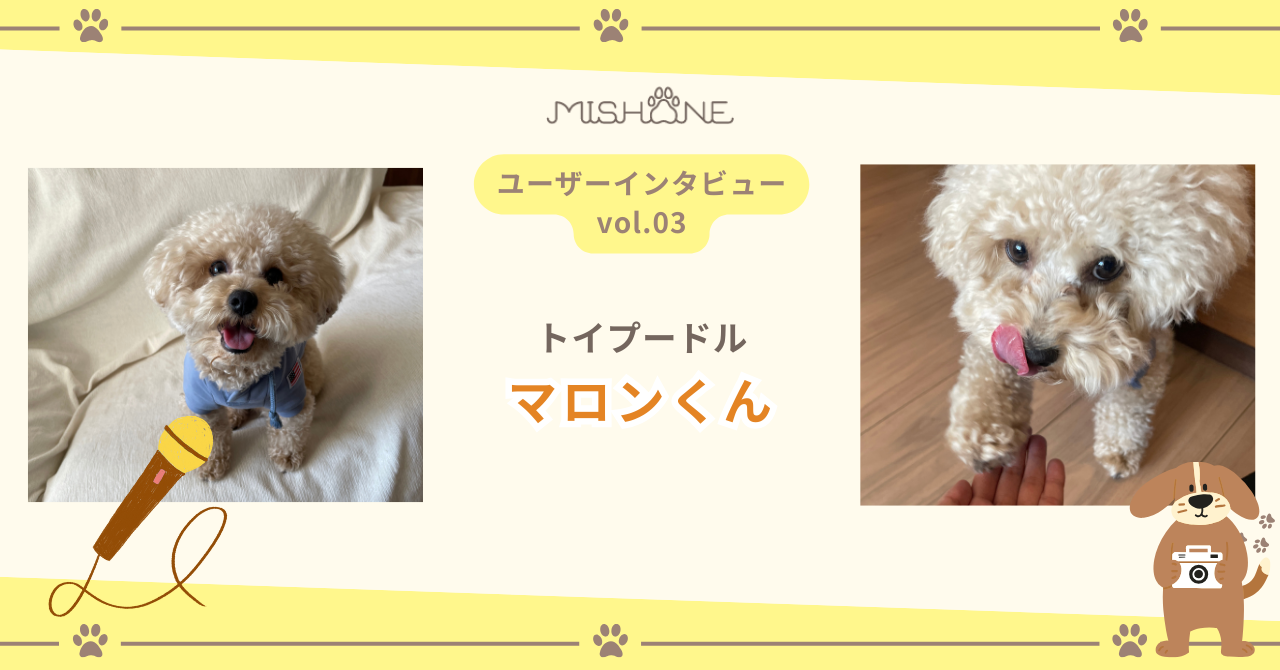 トイプードル マロンくん