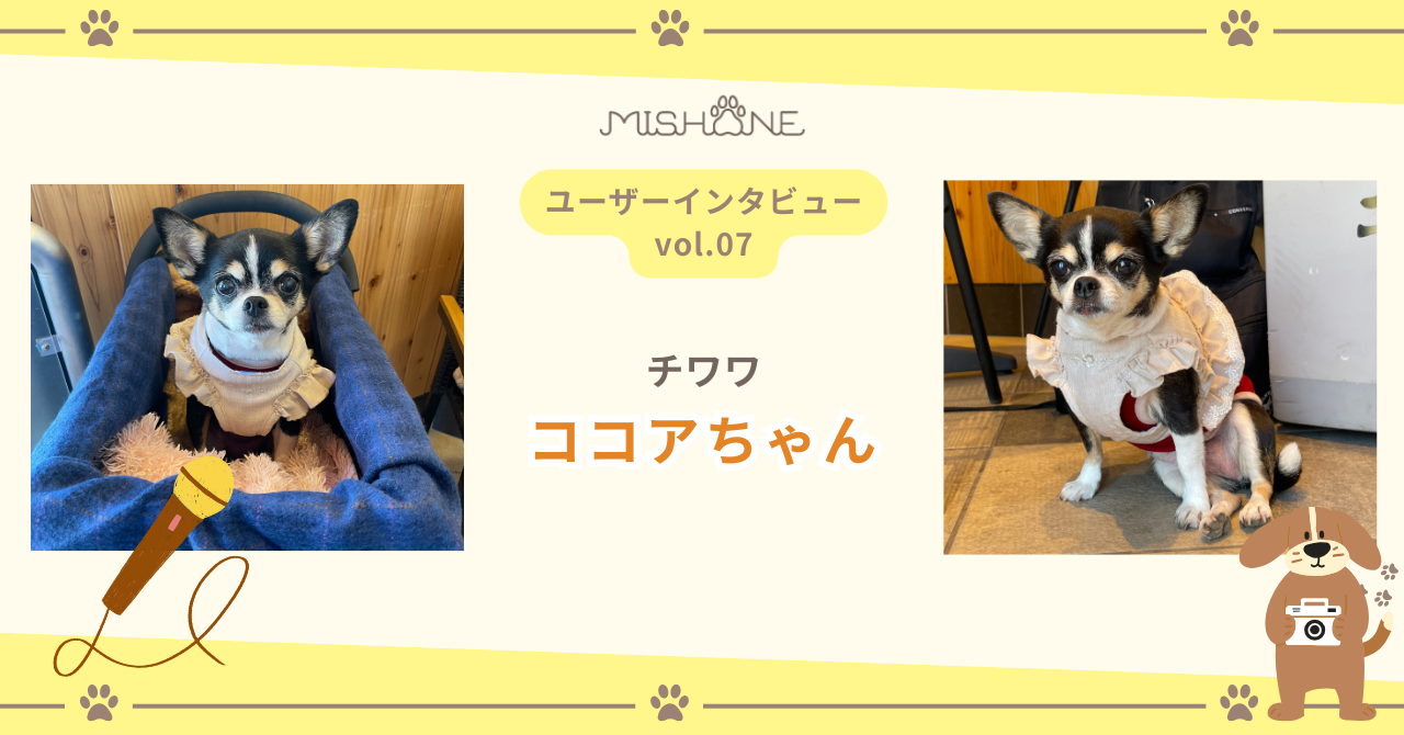 チワワ「ココアちゃん」