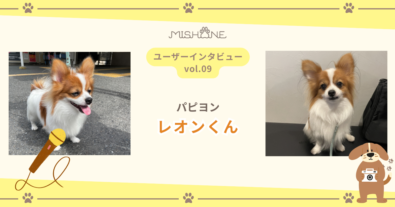 パピヨン「レオンくん」
