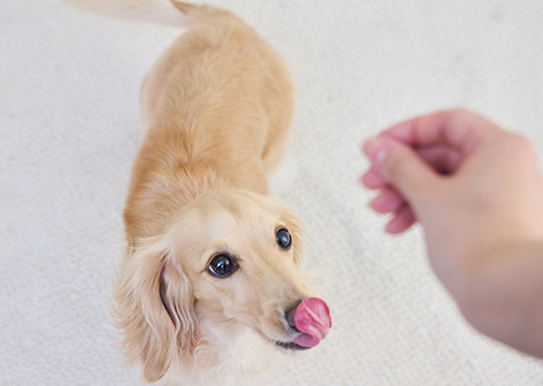 愛犬の元気な関節の動きをサポート